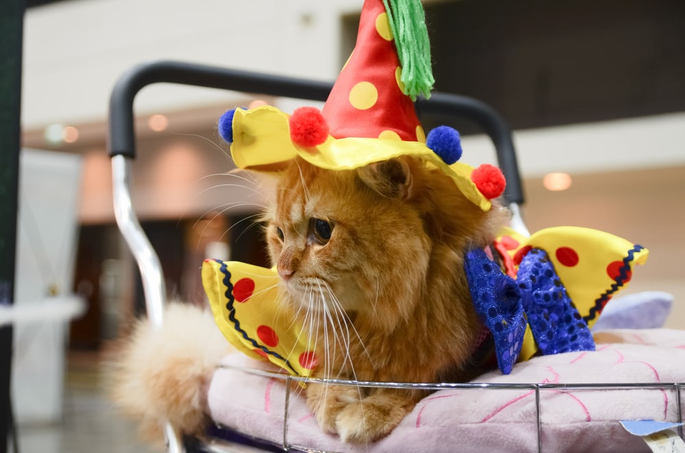 Cute Cat dressed in clown at PET Expo