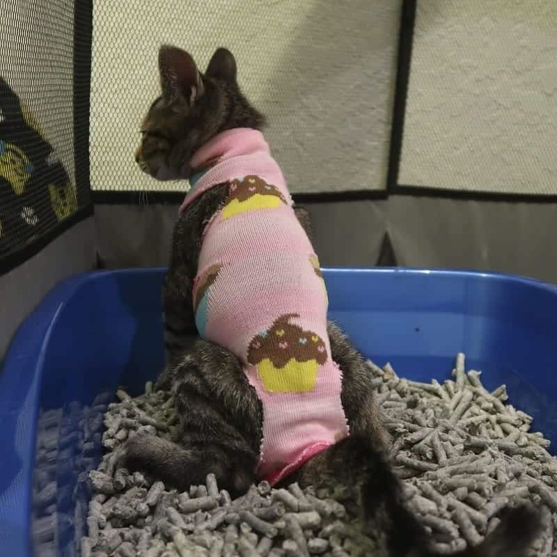 15 DIY Cat Clothes Plans Patterns You Can Make Today With