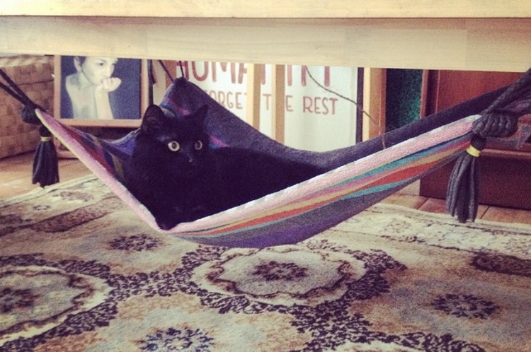 DIY cat hammock