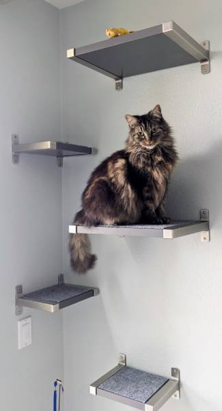 DIY floating cat shelves