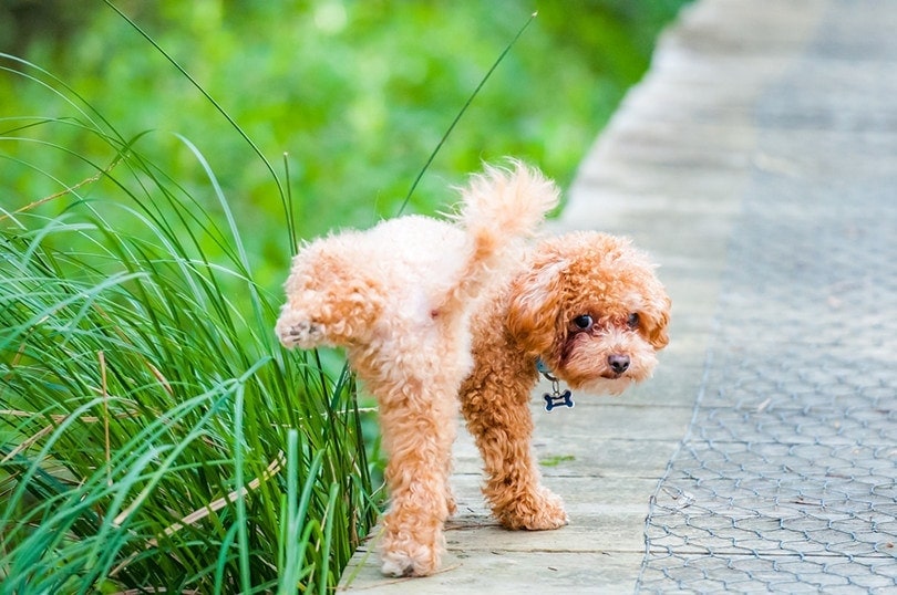 Dog Pee on Grass