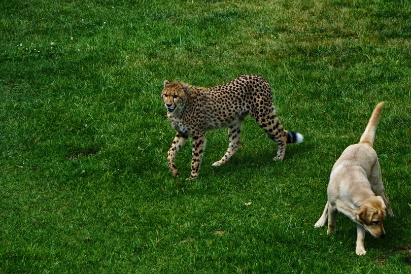 Dog and cheetah getting along well together