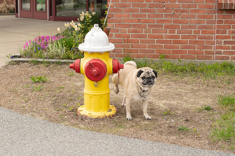 Why Do Dogs Pee on Fire Hydrants? Canine Behavior Explained Hepper