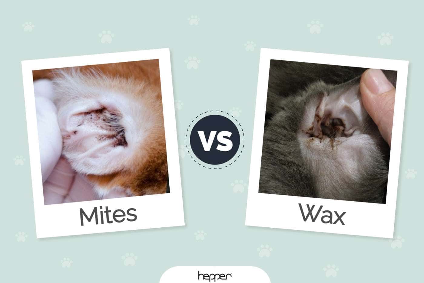 what colour should dog ear wax be