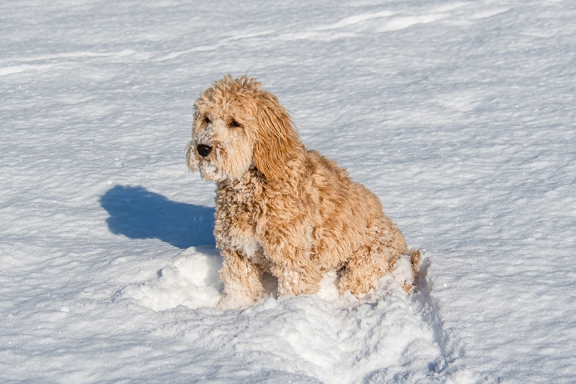 F1B mini goldendoodle female dog in a winter setting with snow