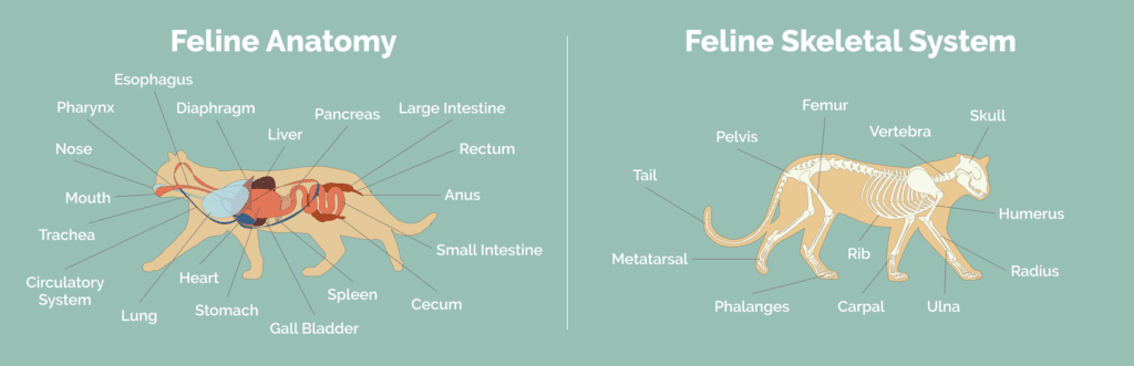 feline anatomy