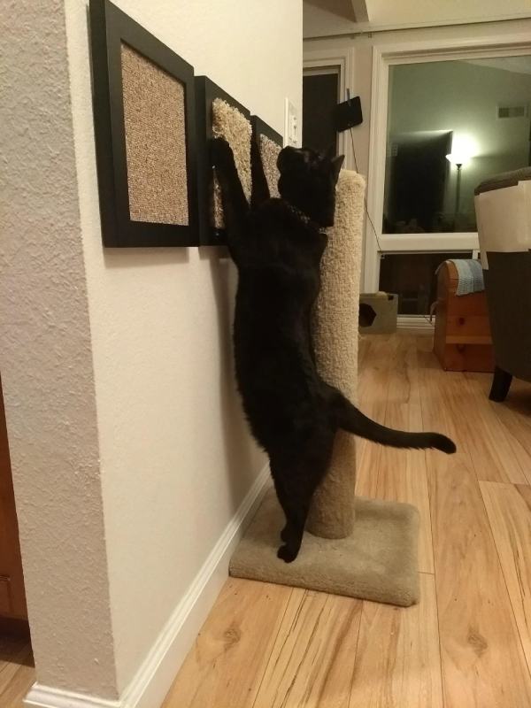 Framed Carpet Cat Scratchers
