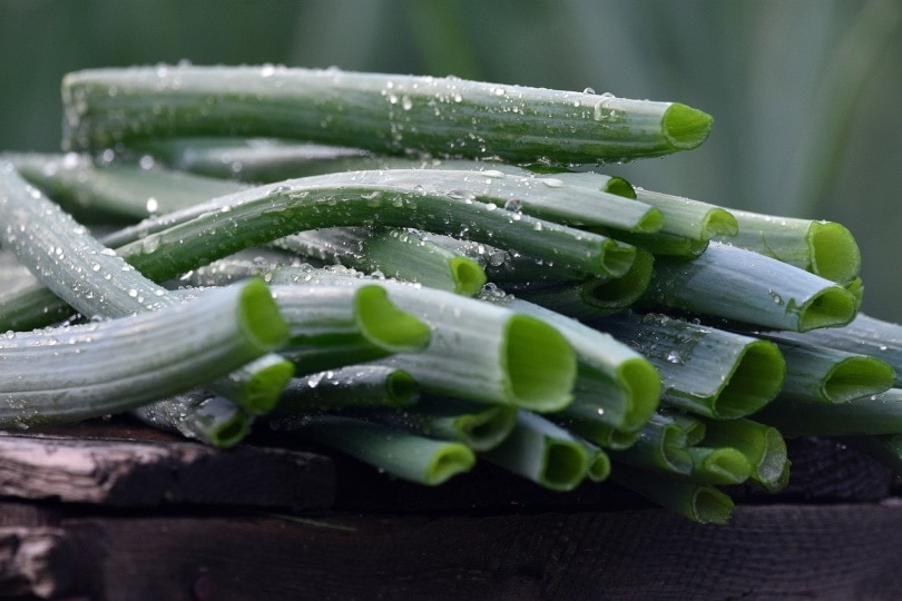 Fresh chive stalks on wooden table