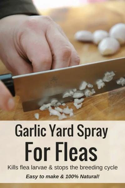 Homemade Flea Spray for Cats 6 Vet Reviewed Recipes With