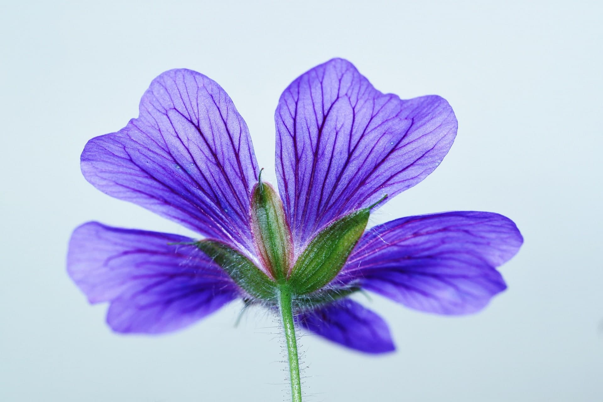 Geraniums