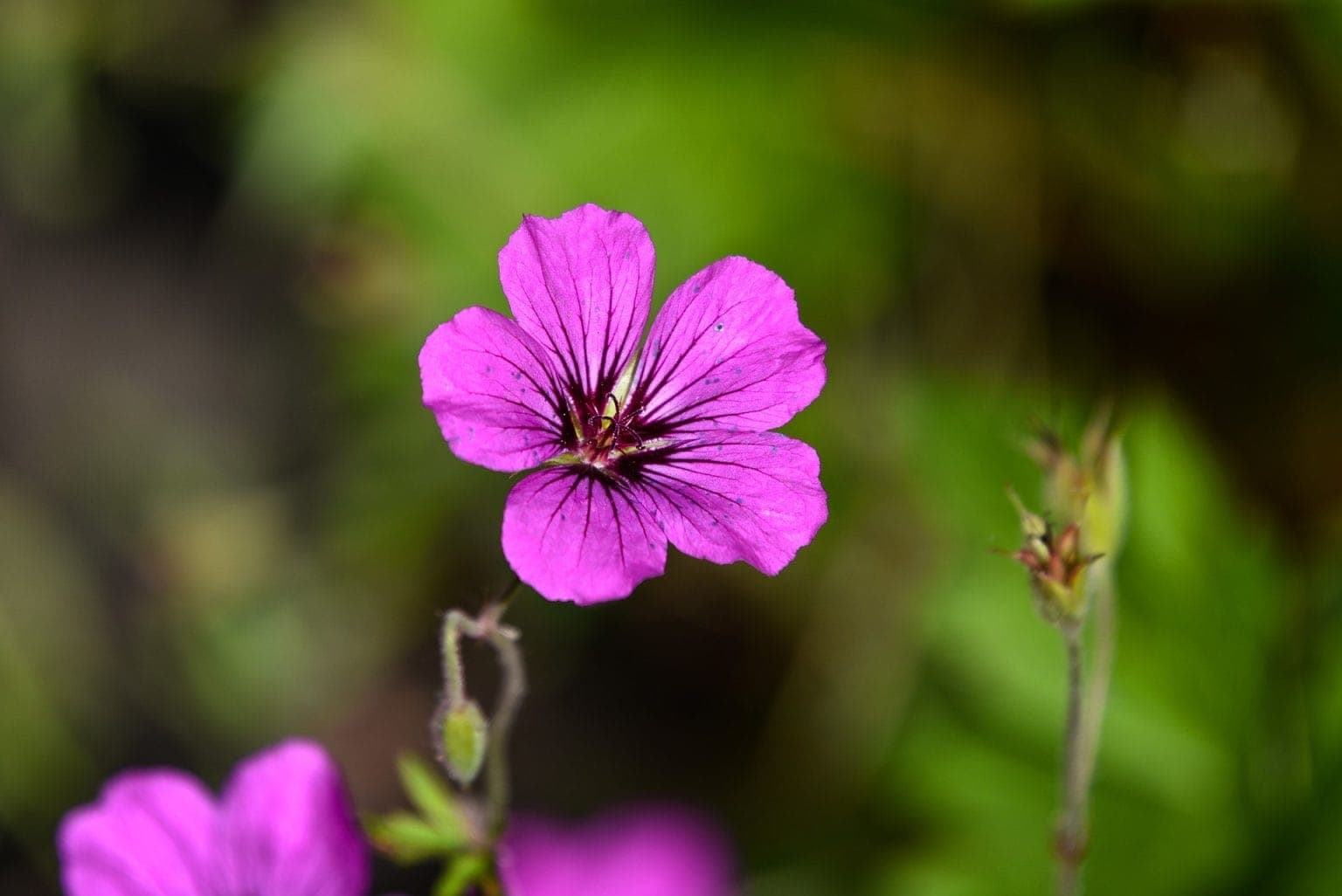 are-geraniums-toxic-to-cats-keeping-your-cat-safe-hepper