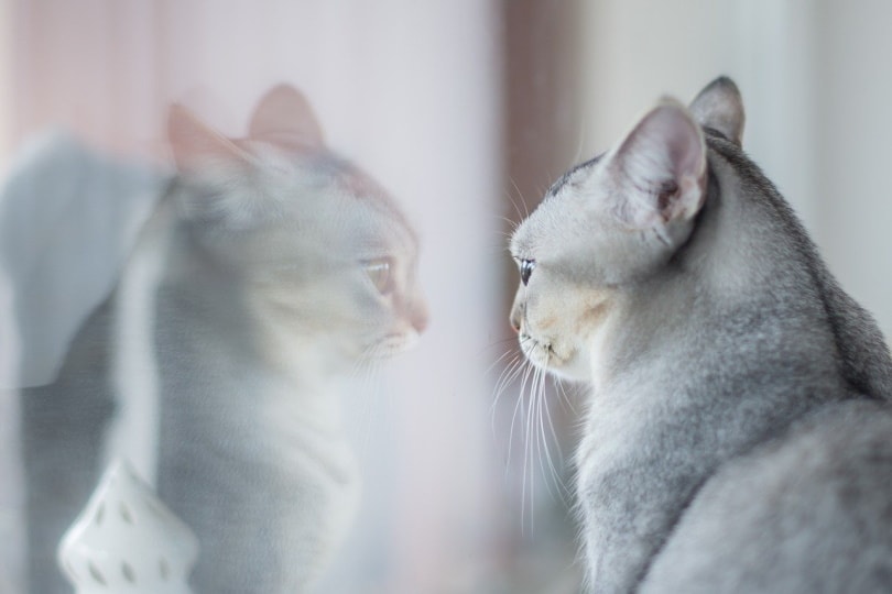 Con mèo xám nhìn vào hình ảnh phản chiếu trong gương