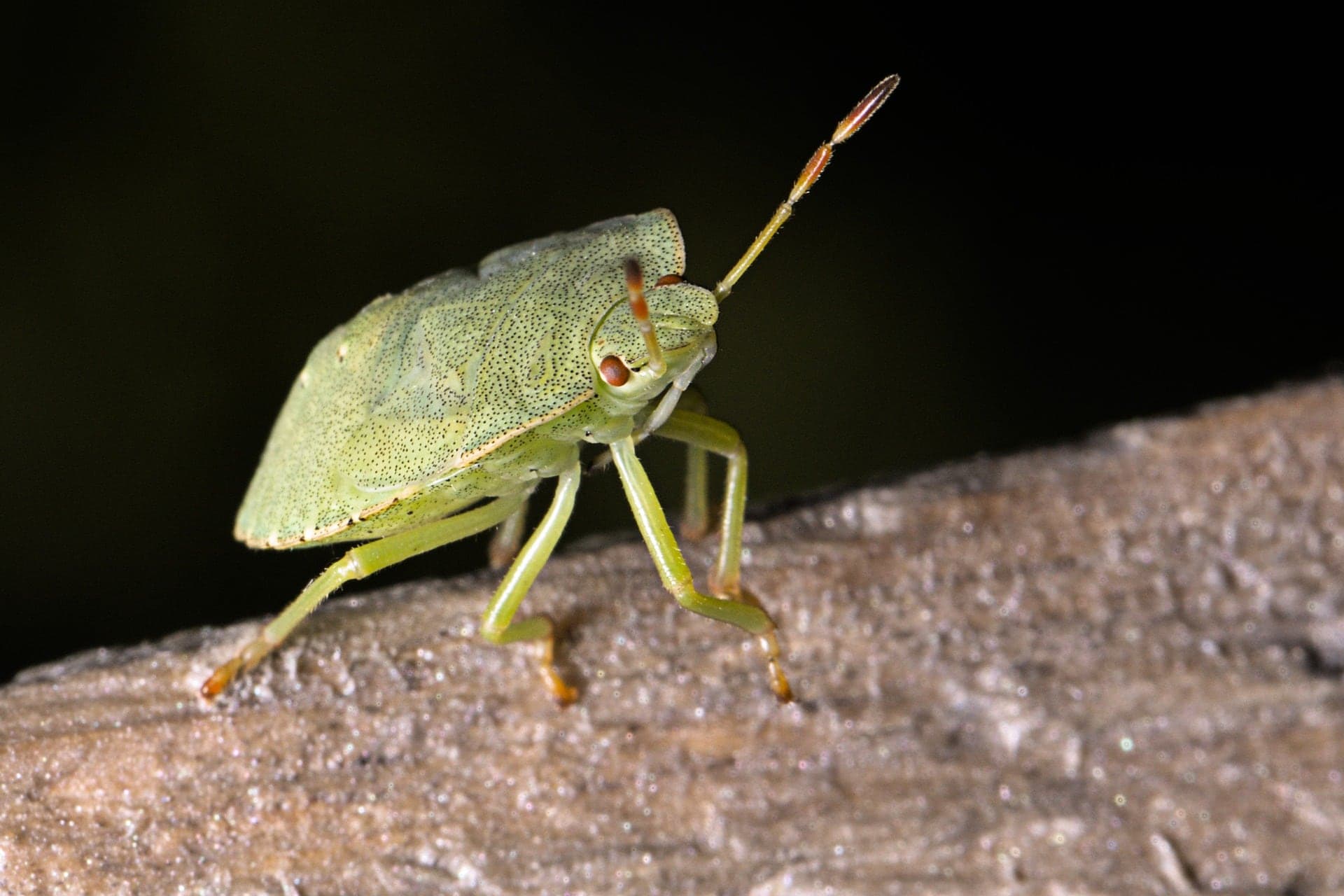 Green Stink Bug