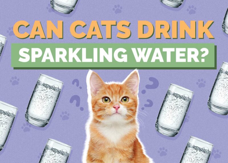 Hepper_Can Cats Drink_Sparkling Water