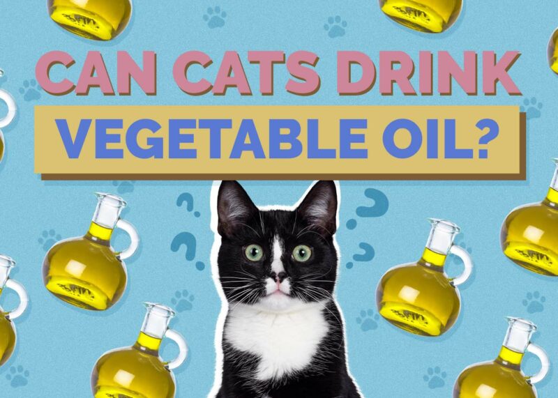 Hepper_Can Cats Drink_Vegetable Oil