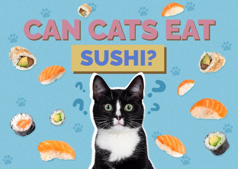 Hepper_Can Cats Eat_Sushi