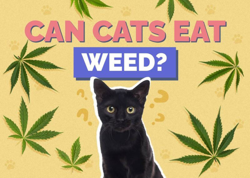Hepper_Can Cats Eat_Weed