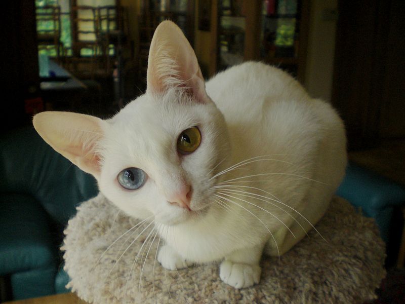 Khao Manee "Leela"