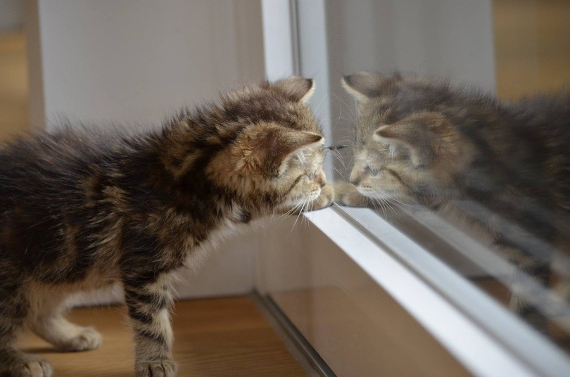 Kitten touching reflection on glass door