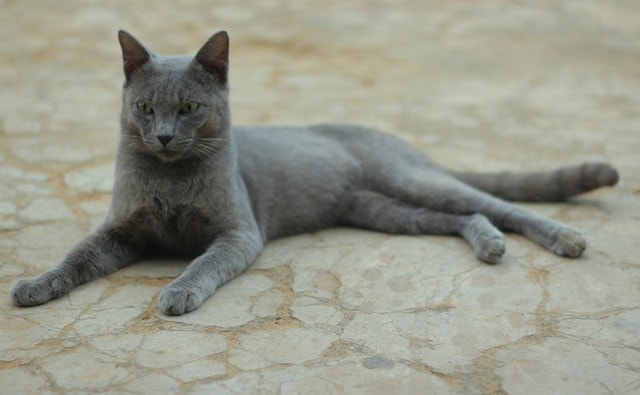 Kucing Busok Jantan