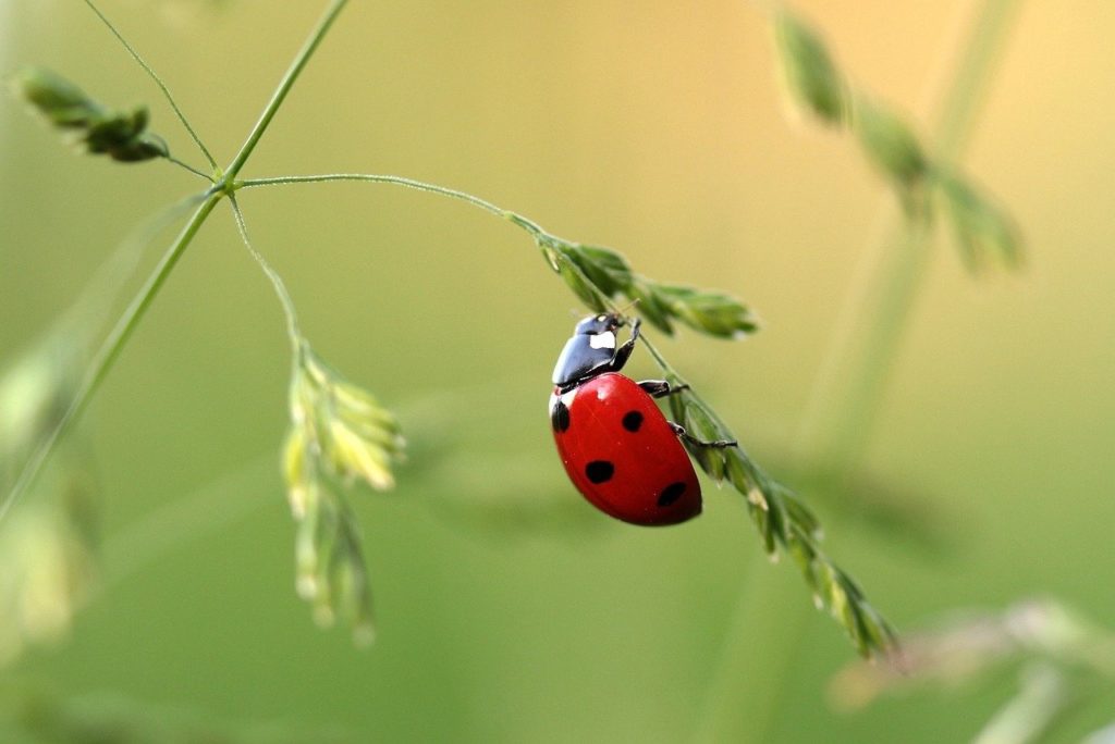 seven-spotted ladybug (Coccinella septempunctata) or C-7