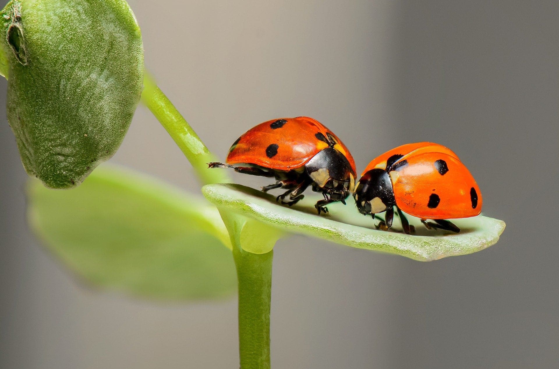 Ladybugs on a leaf