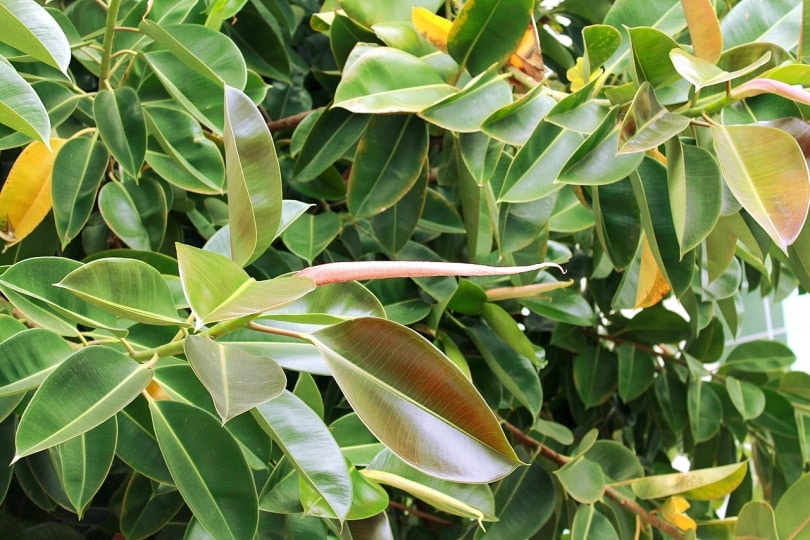 Leaves of a rubber plant