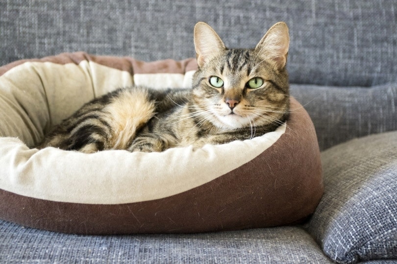 Male marble cat lying in bed