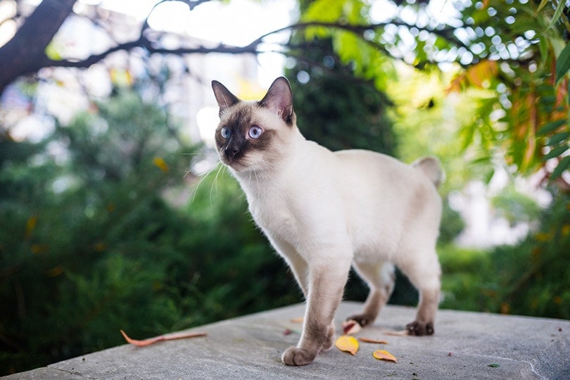 Mekong Bobtails