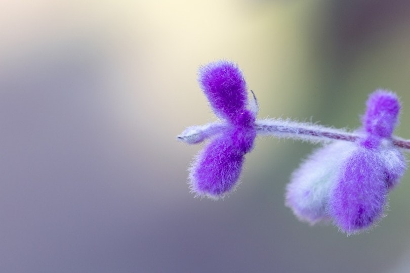 Mexican Sage