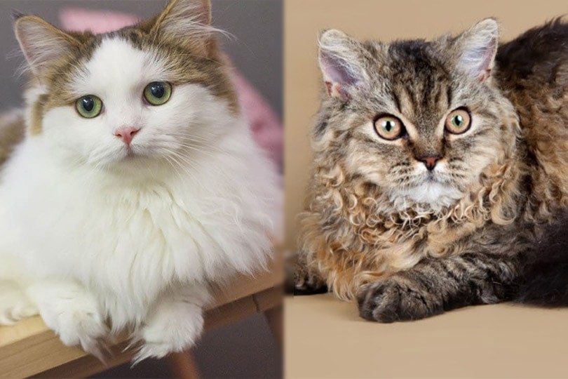 Munchkin and Selkirk Rex cats