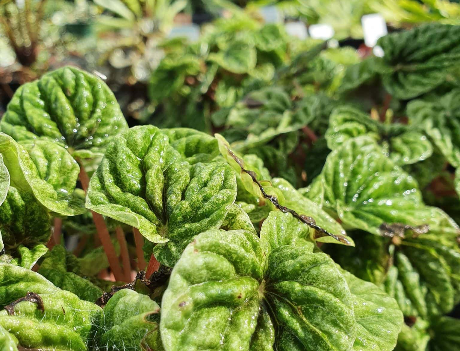 Is Peperomia Toxic to Cats? VetApproved Safety Facts Hepper