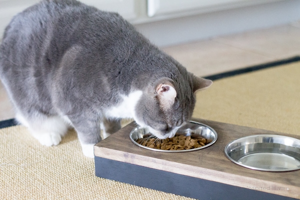 Pet Feeding Station- The inspired hive