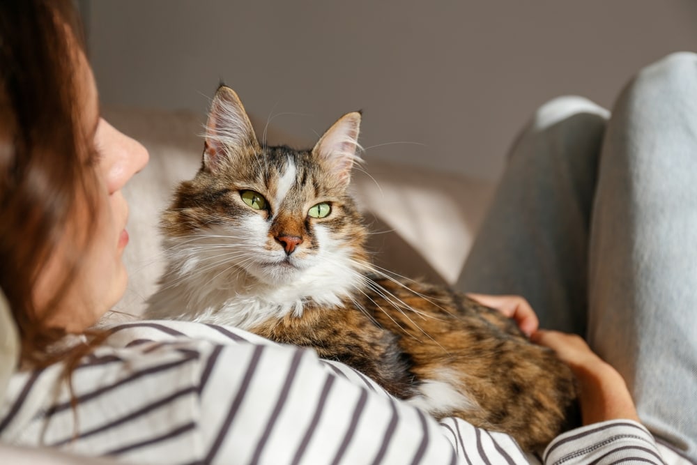 Ragamuffin cuddle affectionate with owner