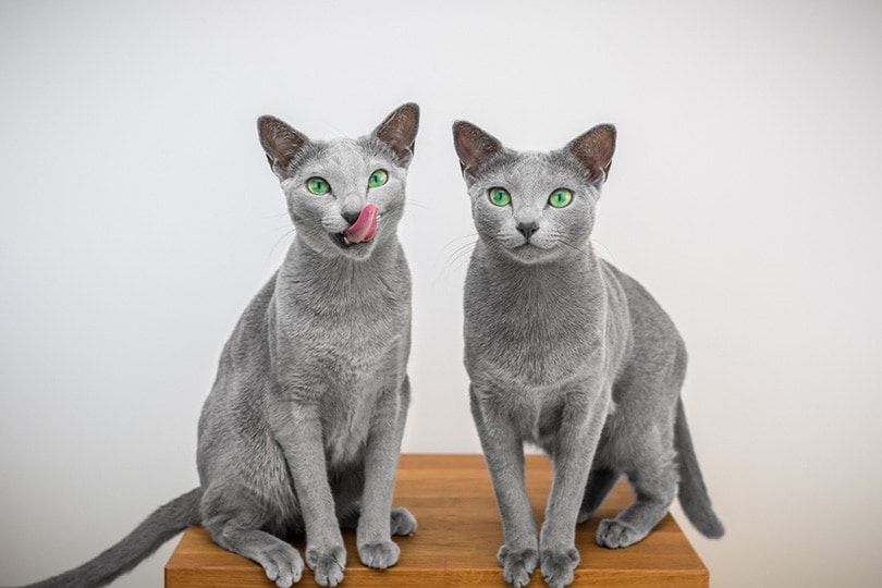 Russian Blue cat twins