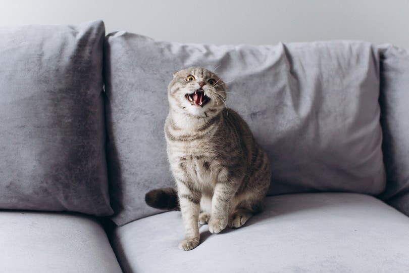 Scottish fold cat very angry and aggressive Scottish fold cat very angry and aggressive
