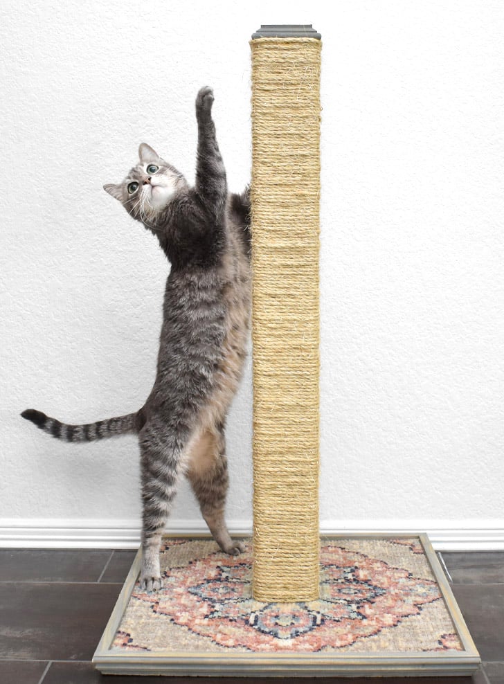 Scratching Post- Dream a little bigger