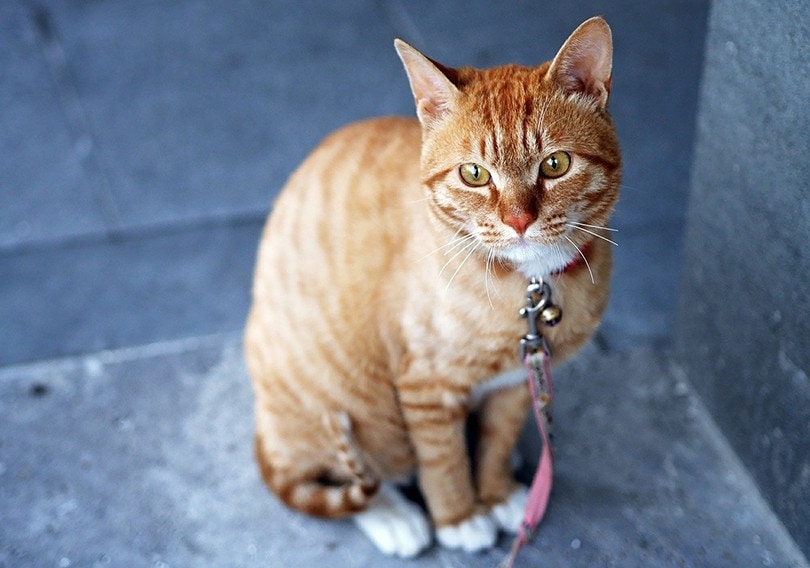 Serrade Petit Cat Với cổ áo