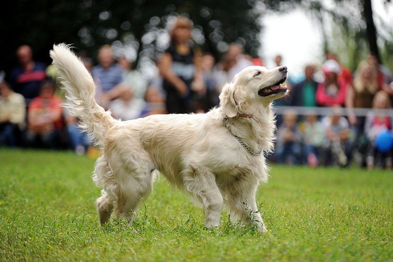 Show Golden Retriever walking outdoor