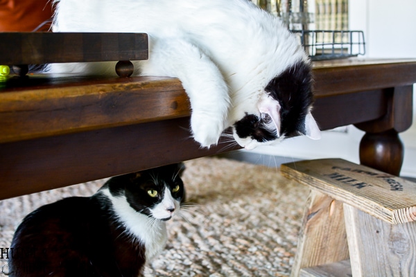Smartypants Cat Food Bowl- Salvaged living