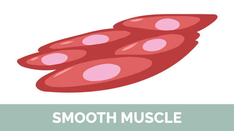 Smooth Muscle