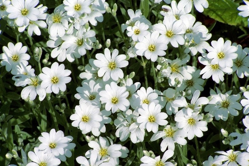 Snow in Summer