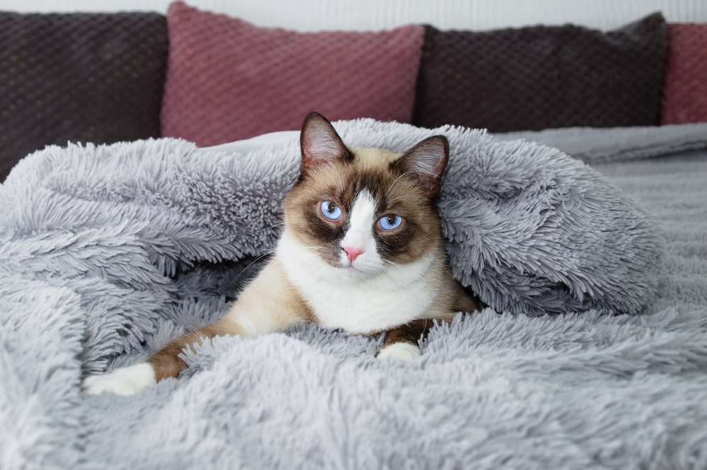 Stuck On You? 6 Reasons Why Your CH Cat May Be Extra Clingy
