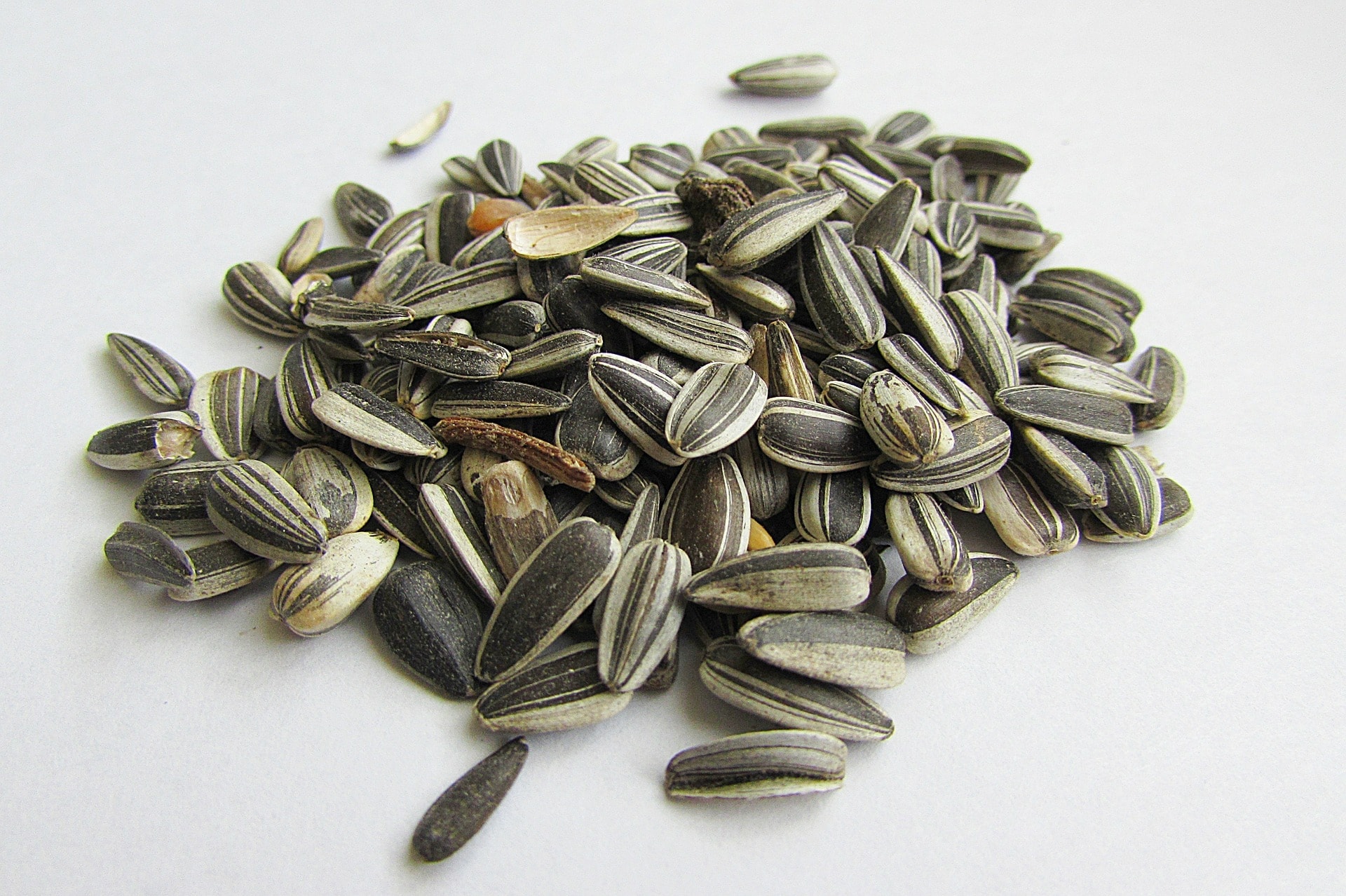 Sunflower Seed front view