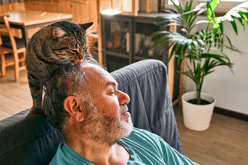 Tabby-cat-licking-head-of-bearded-man-in-living-room
