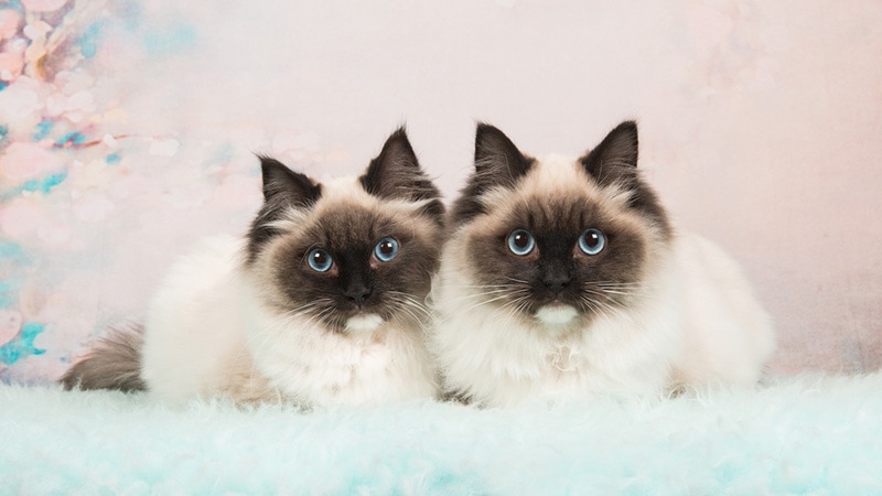 Two almost identical rag doll cats