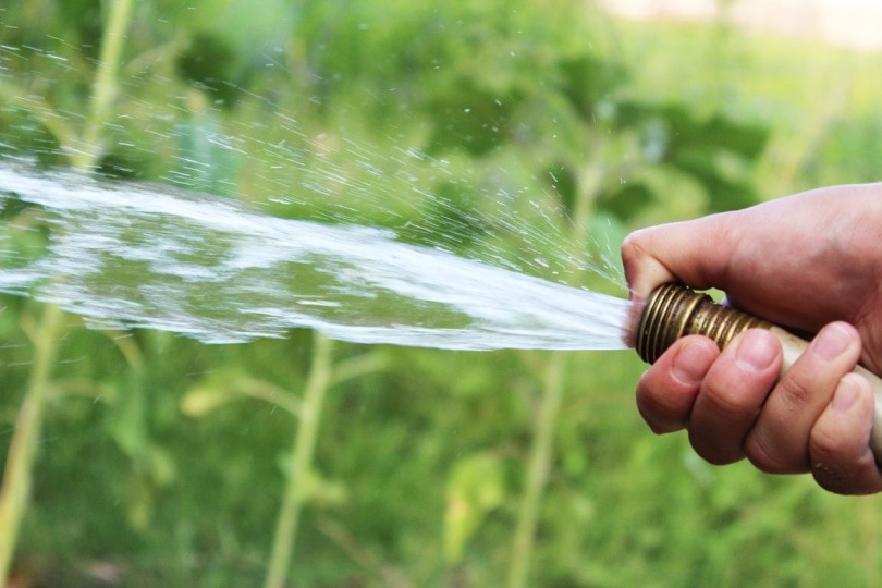 Using hose to water the grass