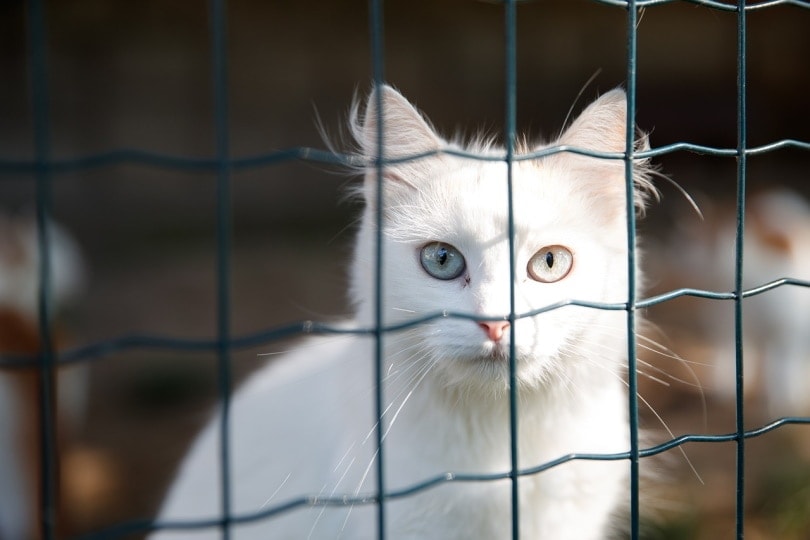 White cat behind a fence