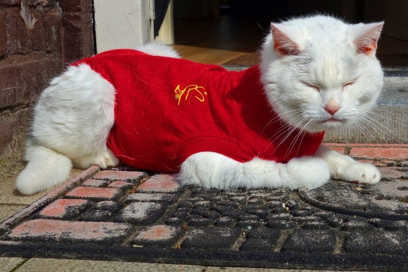 White cat in red clothes