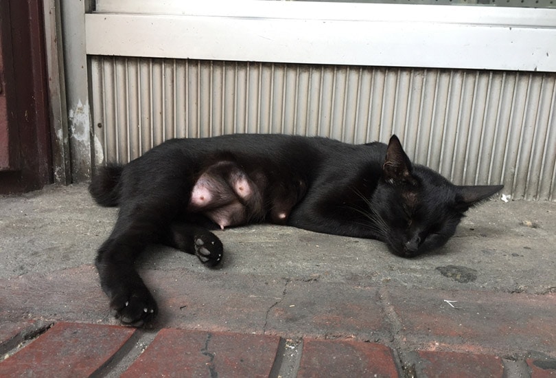 một con mèo đen với núm vú sưng lên đang ngủ trên sàn bê tông của một tòa nhà